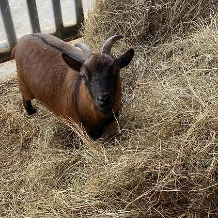 Domaine Nature Apartment *